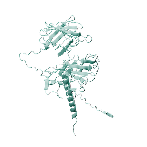 Mouse LAMP-1 (C-6His, HEK293)